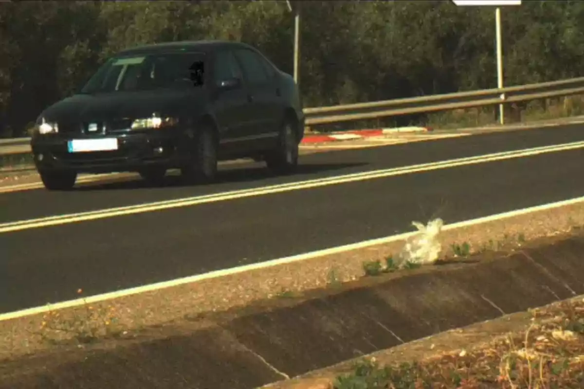 Cotxe negre circulant per una carretera de doble línia groga amb un ocell blanc aixecant el vol a prop de la vora de l’asfalt.