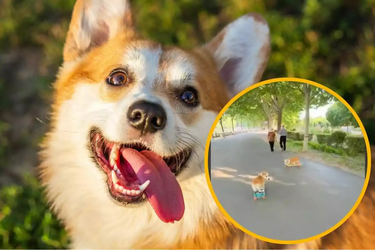 Muntatge amb una imatge d'un corgi amb el cap girat i la llengua fora. A la cantonada inferior dreta, dins d'un cercle, imatge del vídeo de què parla la notícia