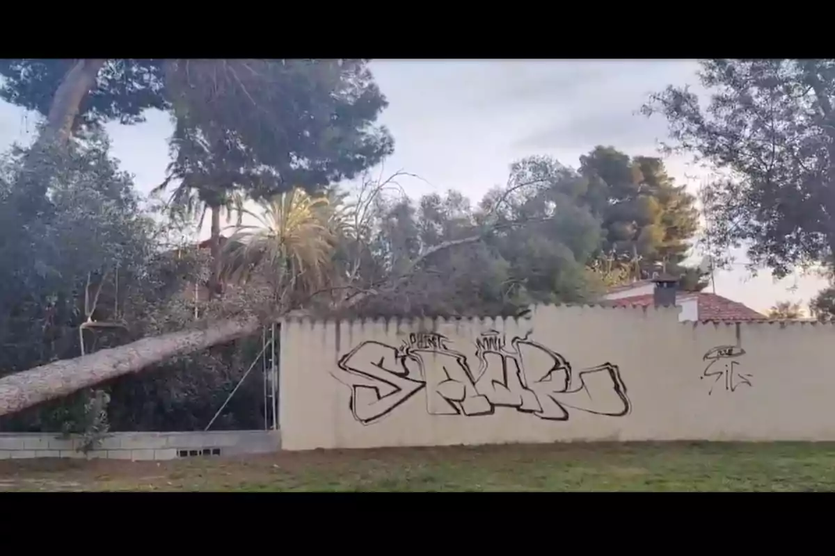 Un arbre caigut sobre un mur amb grafits en una àrea verda.