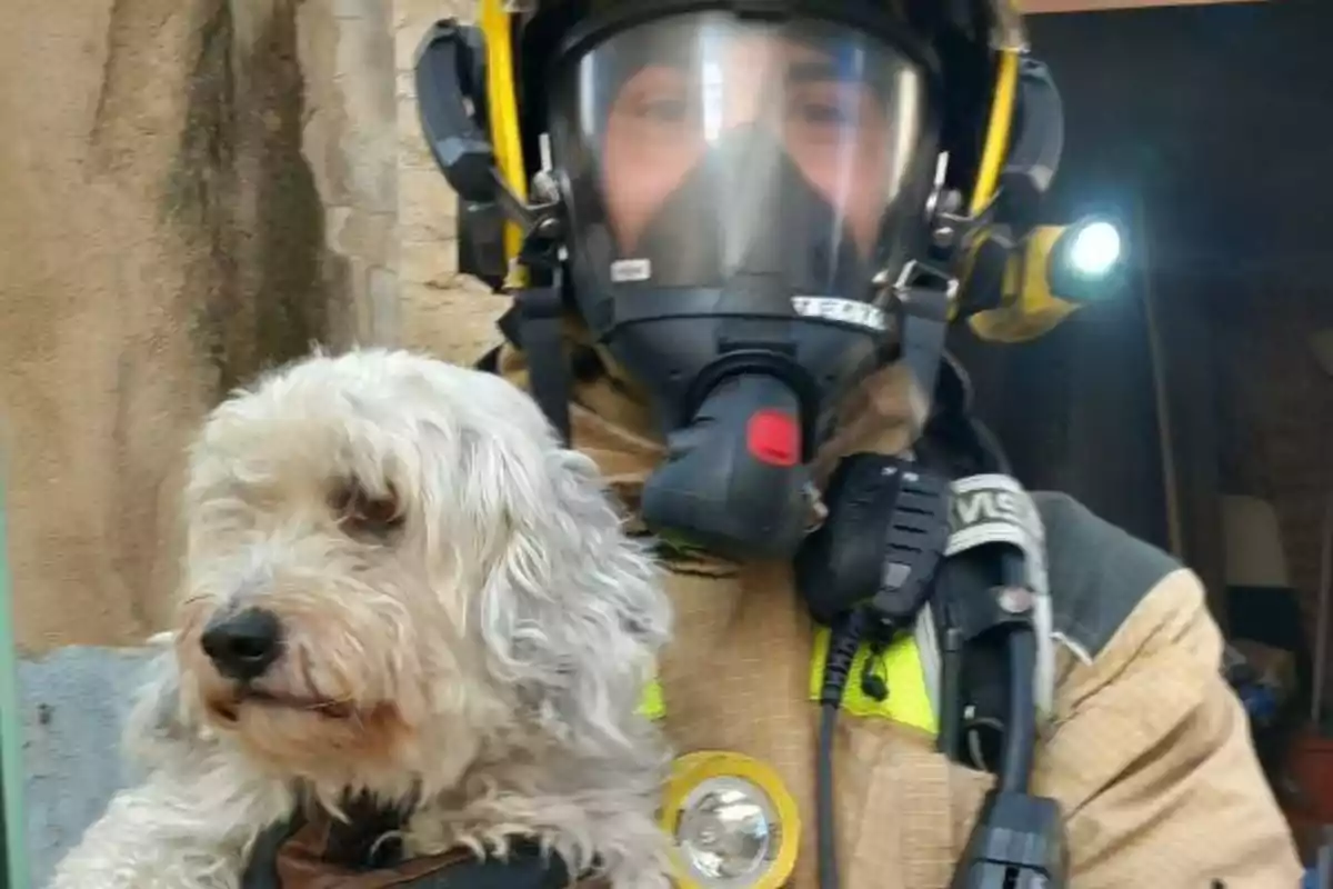 Un bomber amb equip de protecció sosté un gos petit i pelut.