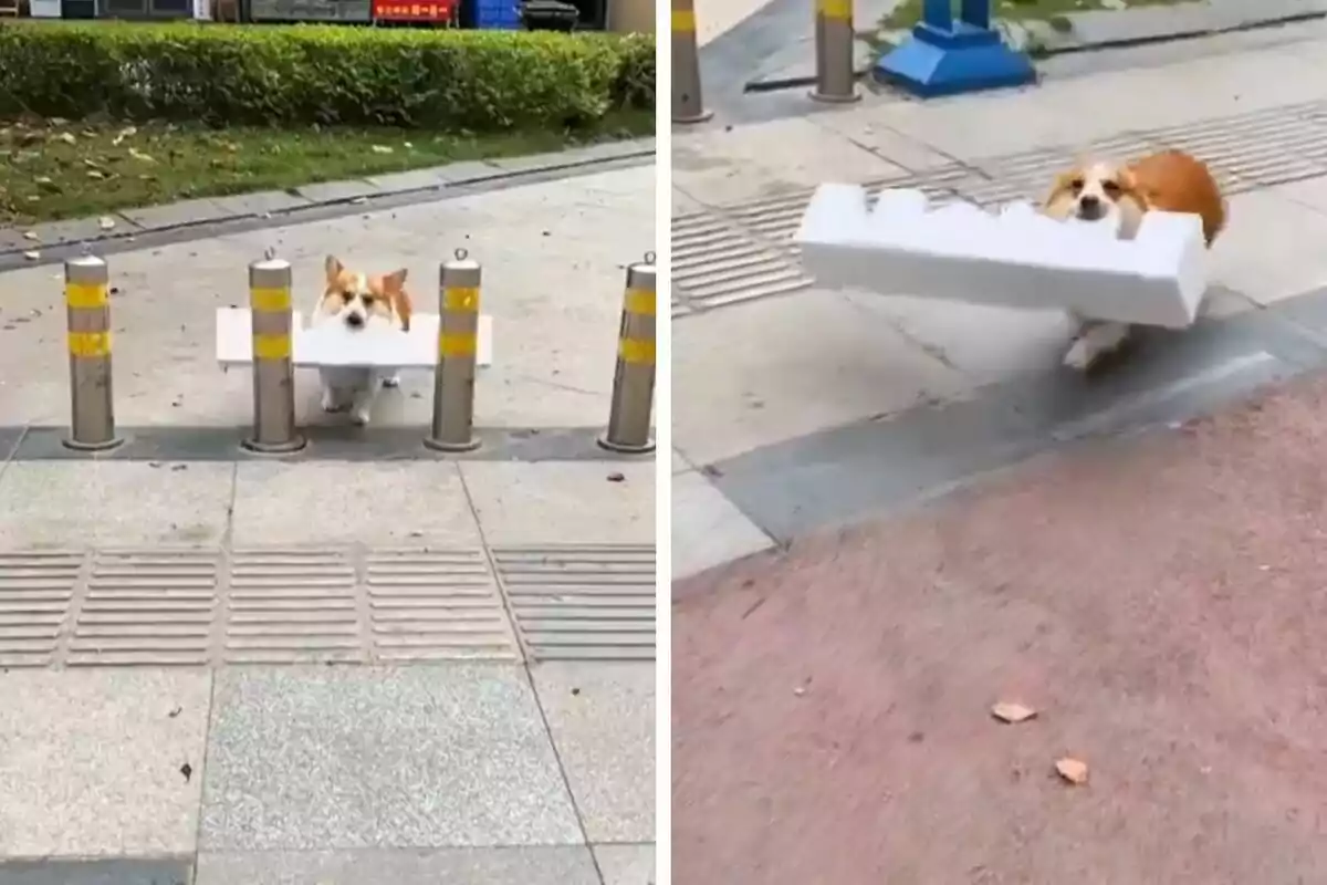 Un gos corgi porta un gran tros d'escuma de poliestirè a la boca mentre intenta passar entre uns pals metàl·lics a la vorera.