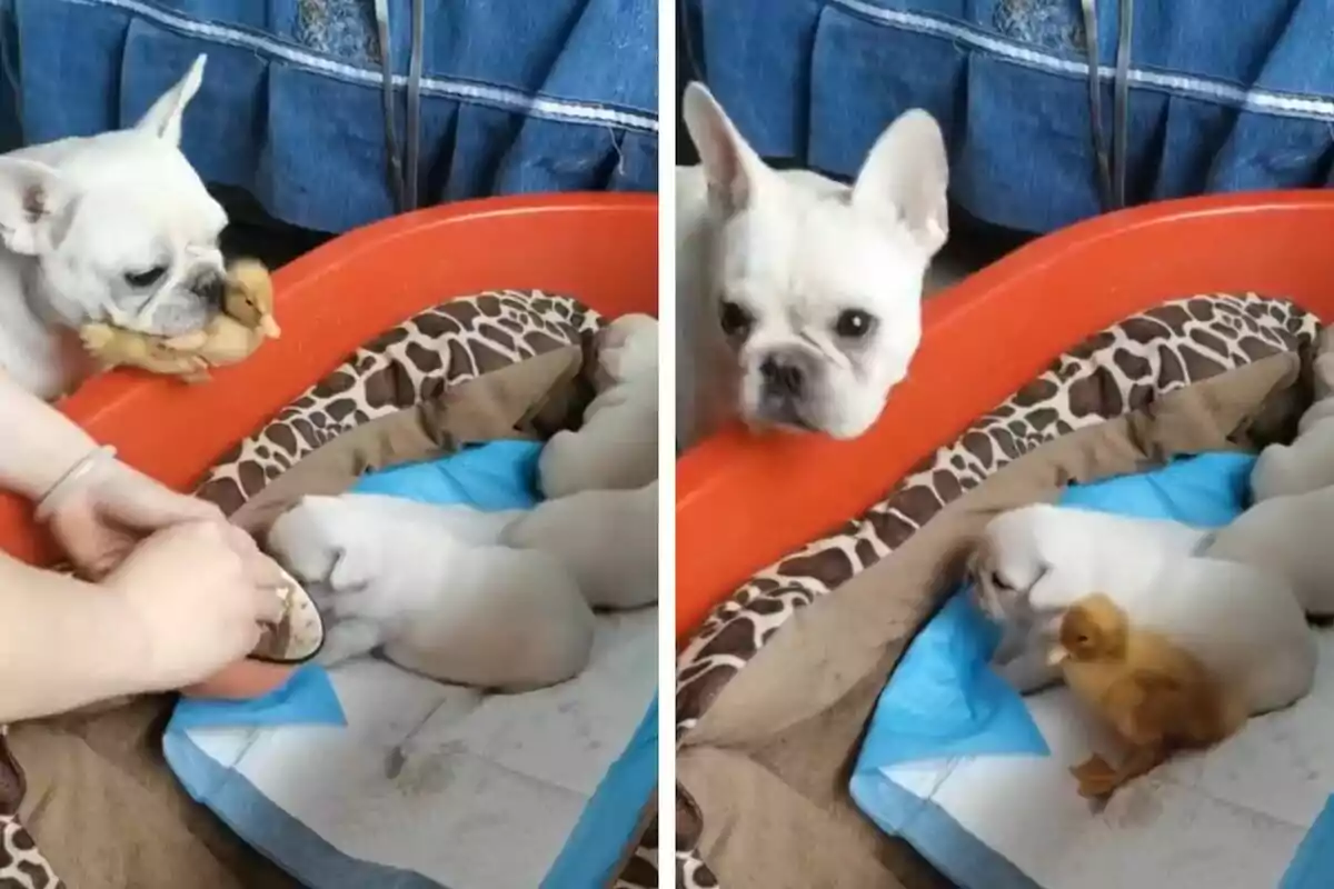 Un perro blanco cuida a unos patitos y cachorros en una cama con mantas de estampado animal.