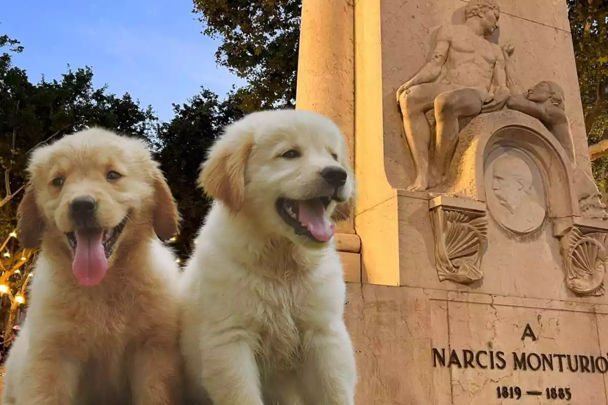 Muntatge amb una imatge de la Rambla de Figueres ia l'esquerra dos cadells de Golden Retriever