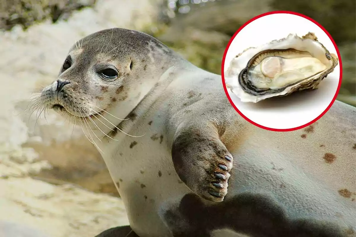 Una foca con manchas marrones en su piel está acostada sobre una roca, y en la esquina superior derecha de la imagen hay un círculo rojo que contiene una ostra abierta.