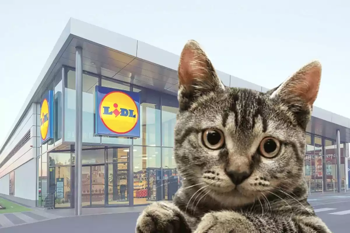 Un gat davant una botiga Lidl