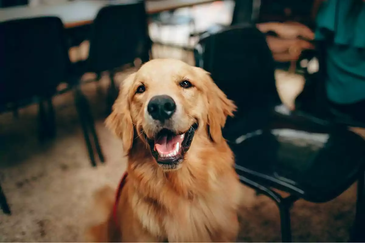 Un gos golden retriever somrient assegut en un entorn interior.