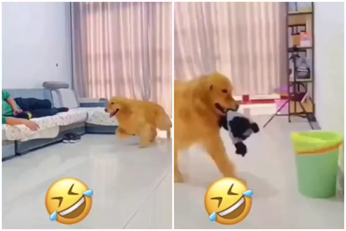 Un gos golden retriever porta una joguina a la boca mentre camina per una sala amb un sofà i una paperera, acompanyat d'un emoji de riure.