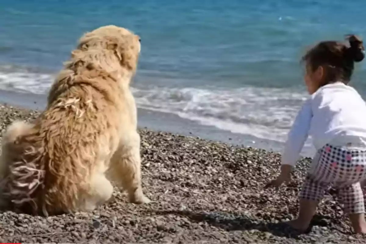 Un gos i una nena petita juguen a la platja a prop del mar.