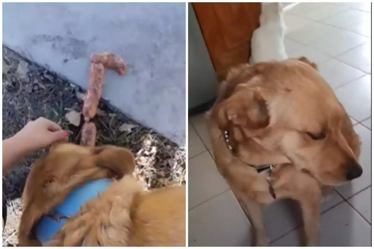 Captures del vídeo viral d'un Golden Retriever robant xoriço a uns obrers