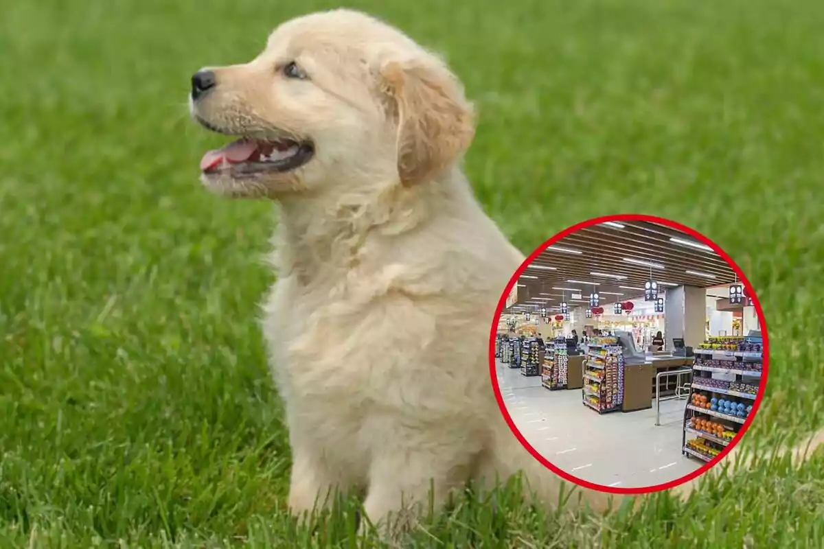 Un cachorro sentado en el césped con una imagen circular de un supermercado superpuesta.