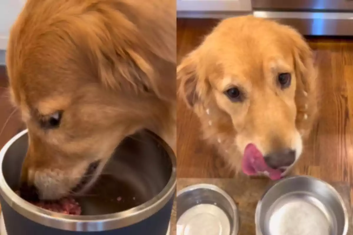 Un perro golden retriever comiendo de un tazón y luego lamiéndose los labios junto a dos tazones vacíos.