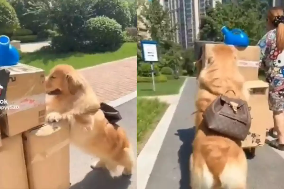 Un perro lleva una mochila mientras ayuda a empujar un carrito lleno de cajas en un camino al aire libre.