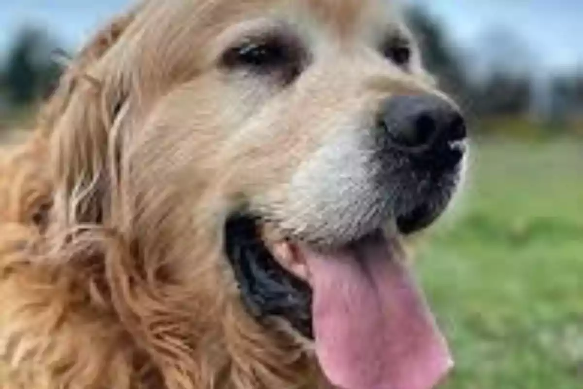 Un gos de raça Golden Retriever amb la llengua fora en un camp verd.