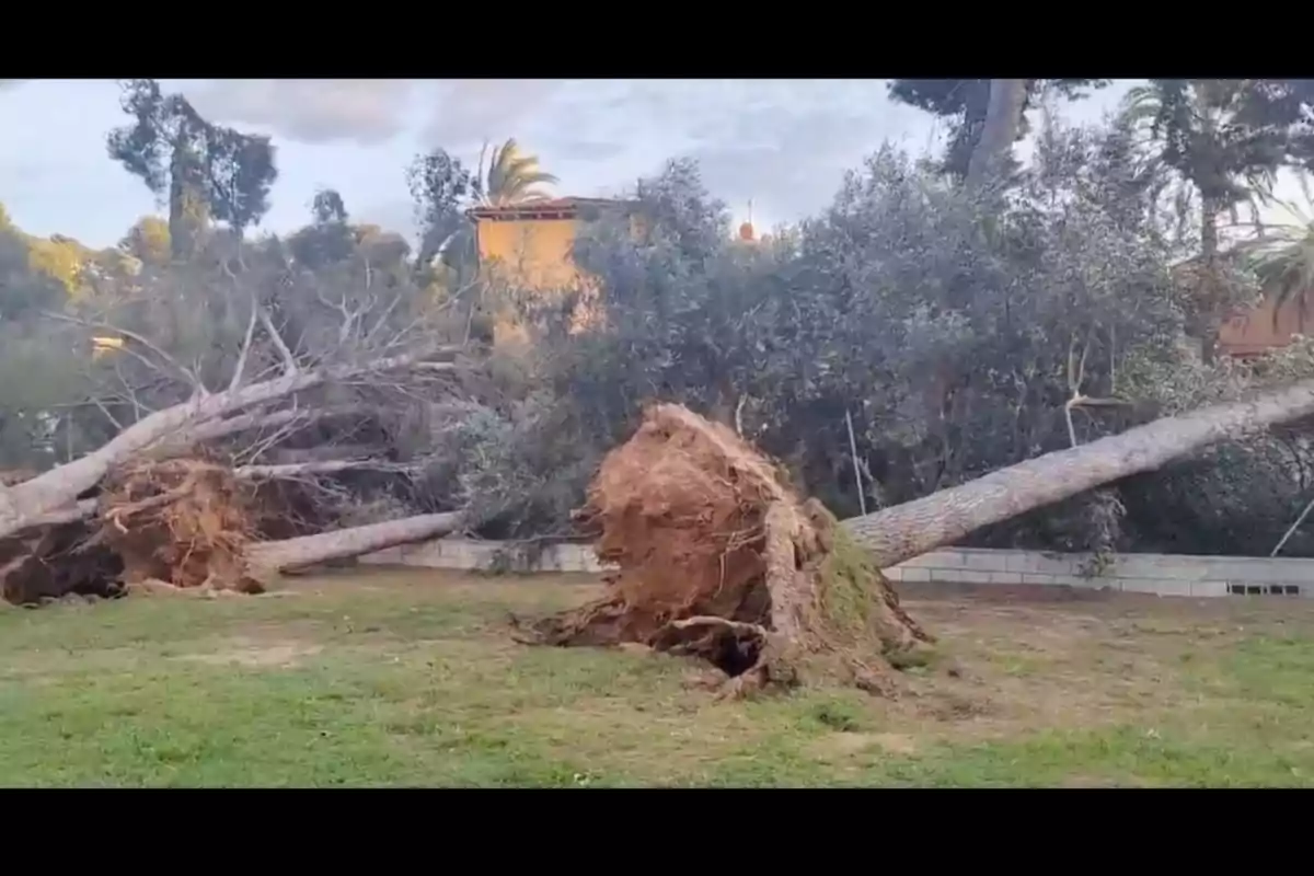 Arbres caiguts amb arrels exposades a una àrea verda prop d'una casa.