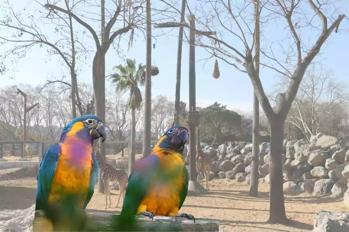 Dos guacamais barbiazules són la novetat del zoo de Barcelona