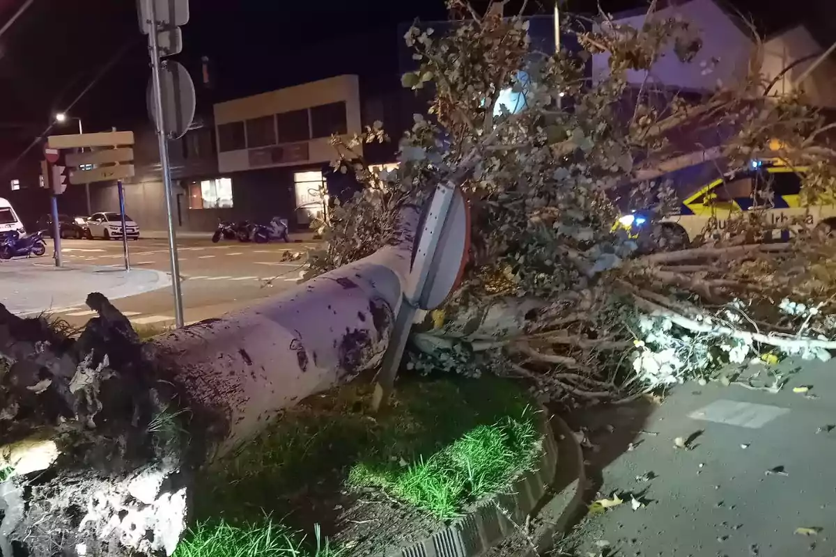 Un arbre caigut bloqueja un carrer a la nit amb un senyal de trànsit atrapat entre les branques i un cotxe de policia al fons.