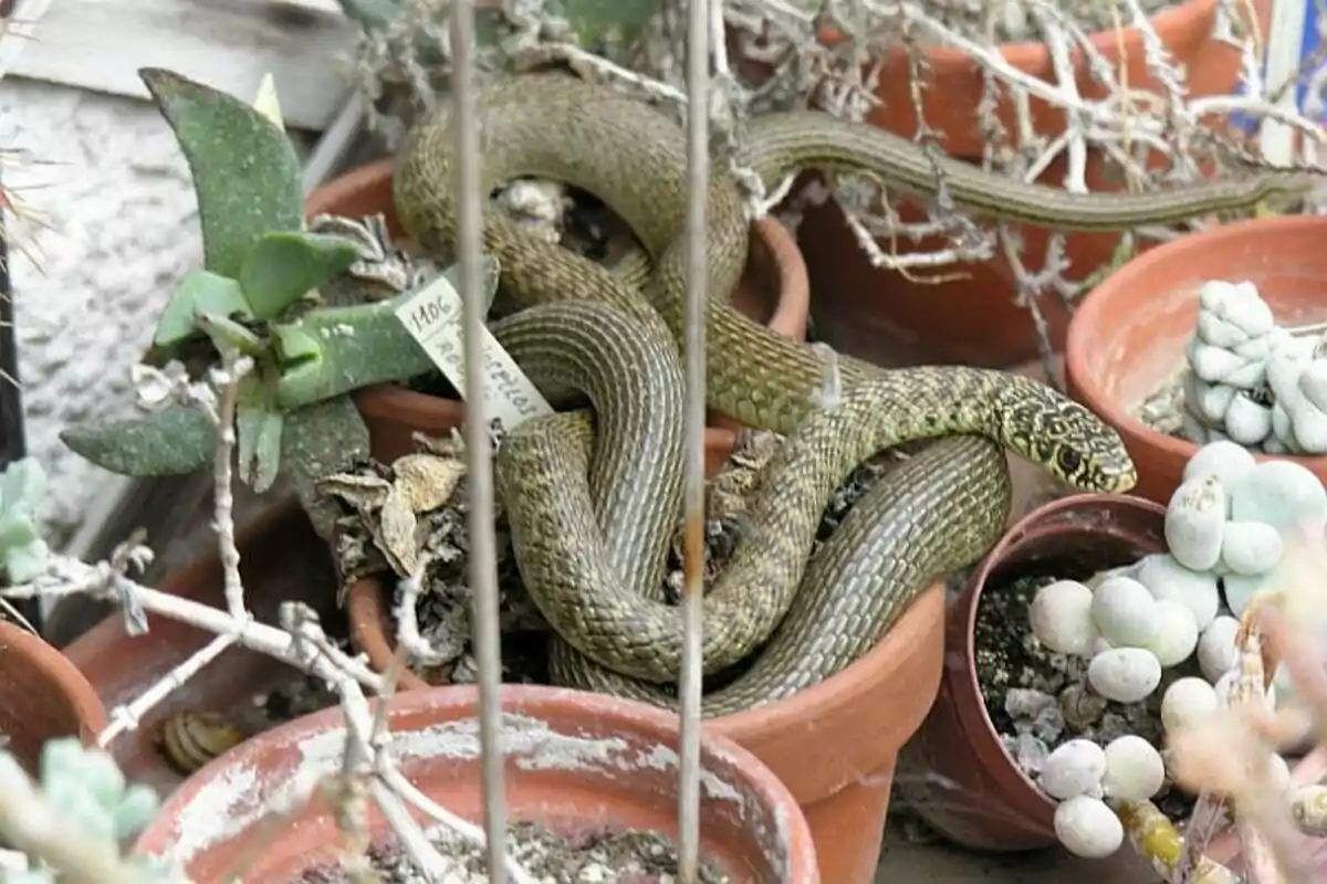 Hierophis viridiflavus Hierophis viridiflavus