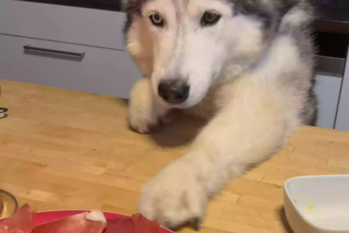 Un gos husky intentant assolir menjar en una taula de cuina.