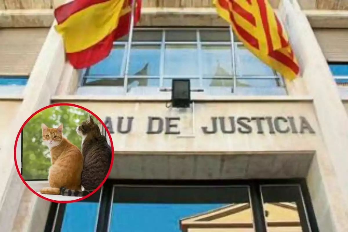 Edificio con la inscripción "Palau de Justicia" y dos gatos en un círculo rojo en la esquina inferior izquierda.