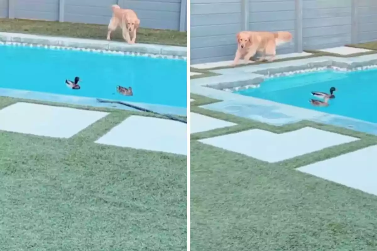 Un perro observa a dos patos nadando en una piscina desde el borde.