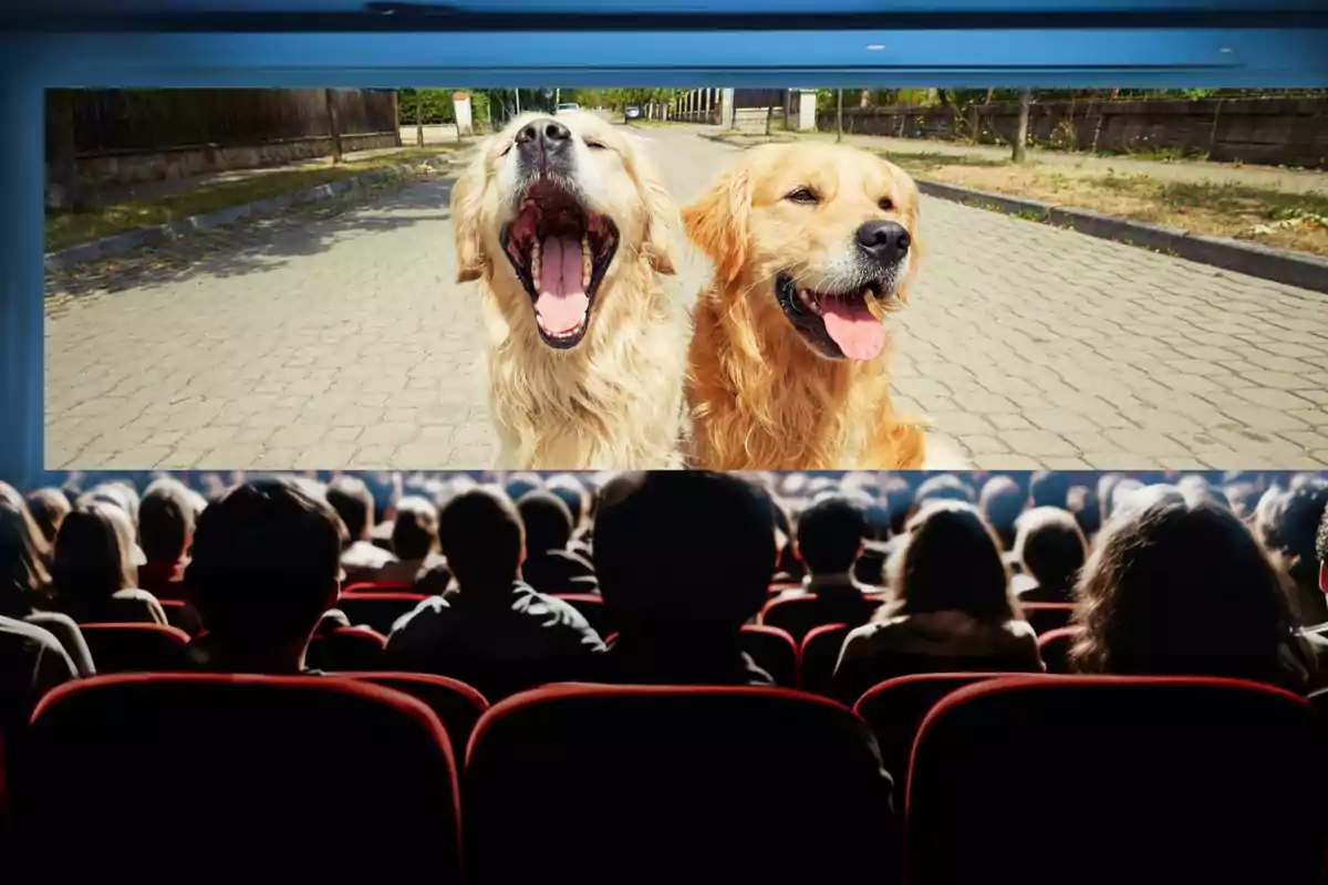 Una audiència en un cinema veient una pel·lícula amb dos gossos golden retriever a la pantalla.