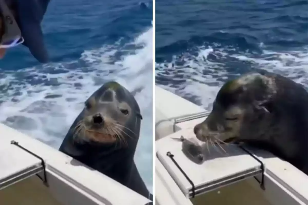 Una foca asomándose al borde de un bote en el océano, en la segunda imagen la foca está comiendo un pez.