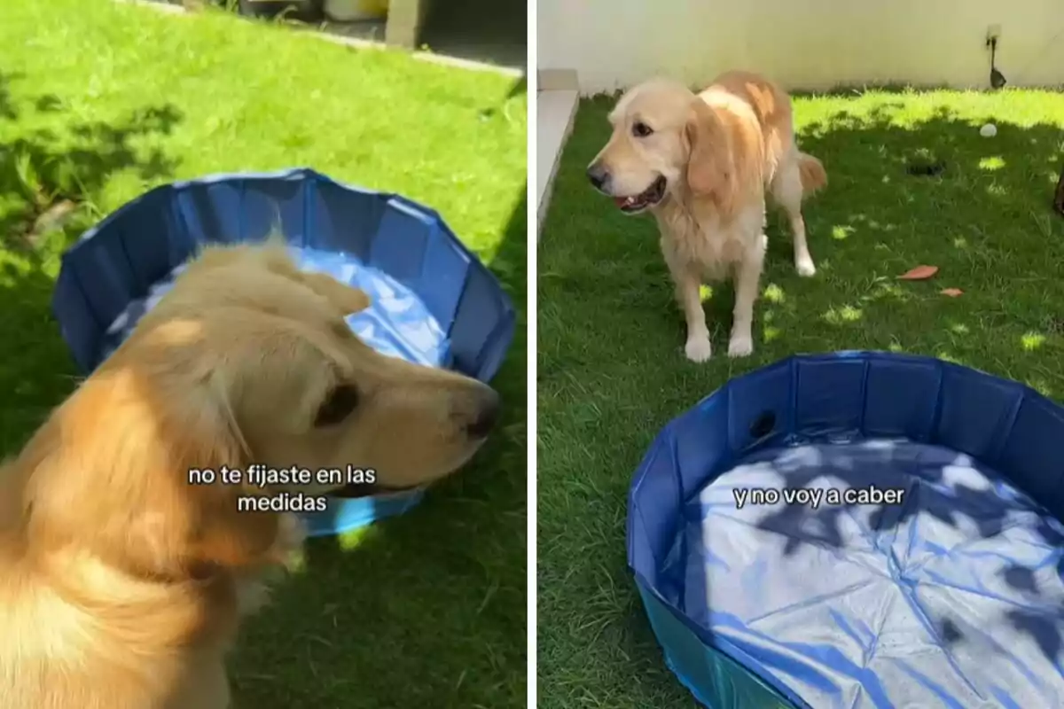 Un perro junto a una piscina pequeña con el texto "no te fijaste en las medidas y no voy a caber".