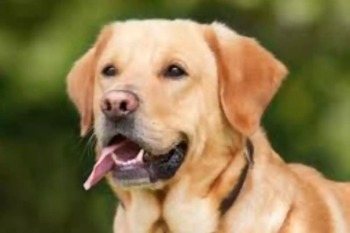 Gos pagès retriever de color daurat amb la llengua fora i fons verd difuminat.