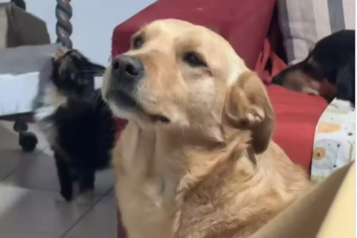 Un gos de color daurat està assegut en un sofà vermell, mentre un gat i un altre gos descansen a prop.