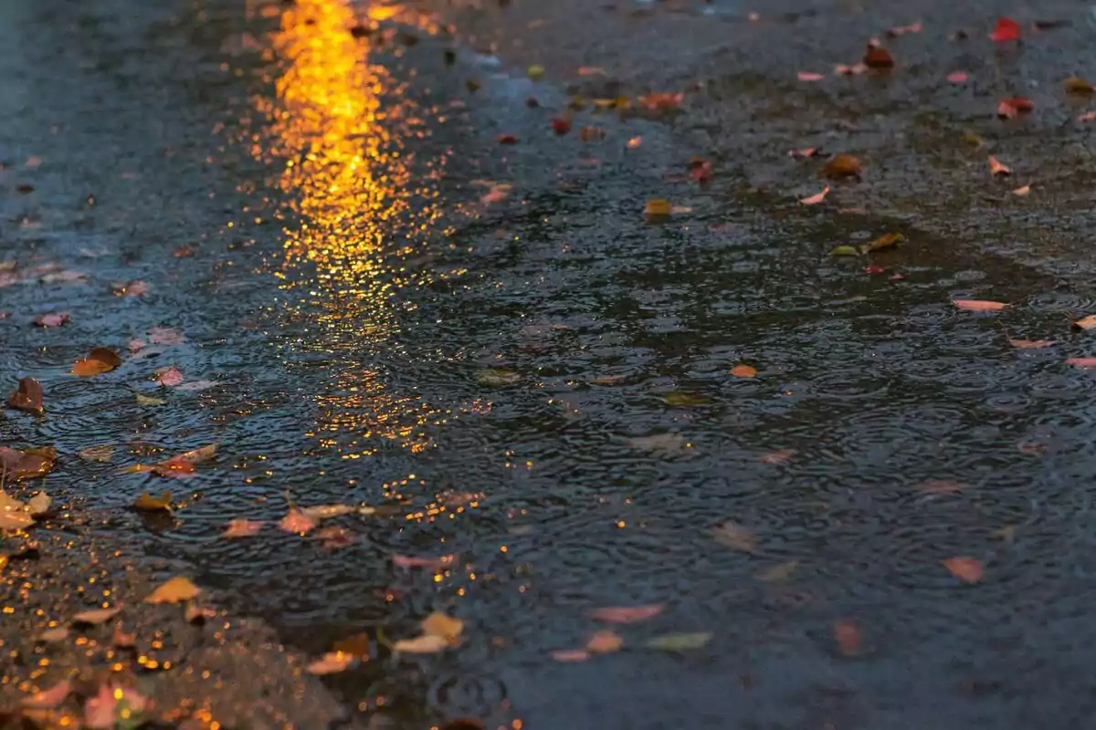 Reflejo de luz en un charco con hojas caídas en un día lluvioso.