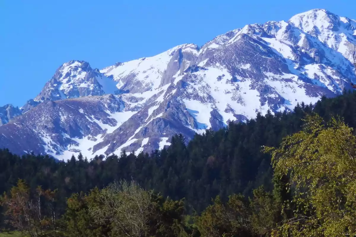 Muntanyes nevades sota un cel blau amb un bosc a primer pla.