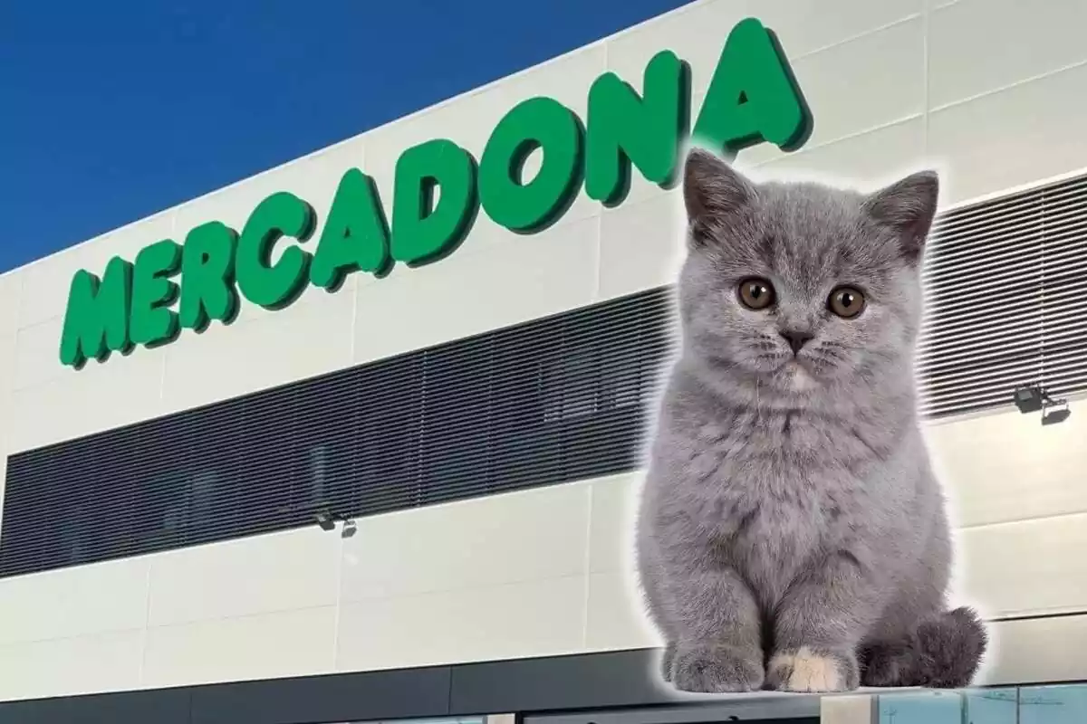 Mercadona té menjar per a gats Mercadona té menjar per a gats