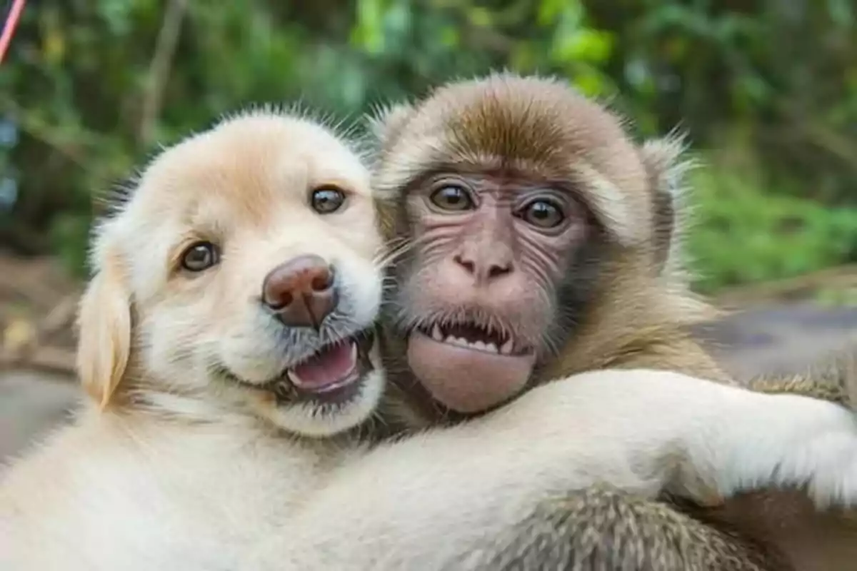 Un cachorro y un mono abrazándose Un cachorro y un mono abrazándose
