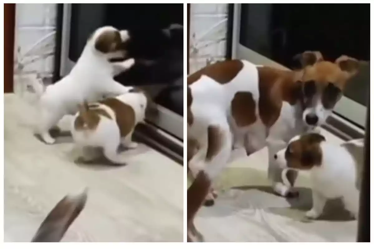 Dos cachorros de perro blanco con manchas marrones interactúan frente a un electrodoméstico en una cocina.