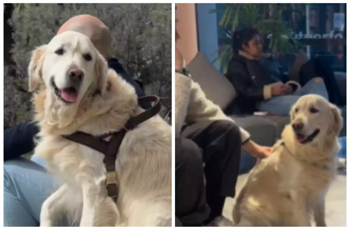 Un perro de raza Golden Retriever con arnés marrón está sentado junto a personas en un entorno interior.