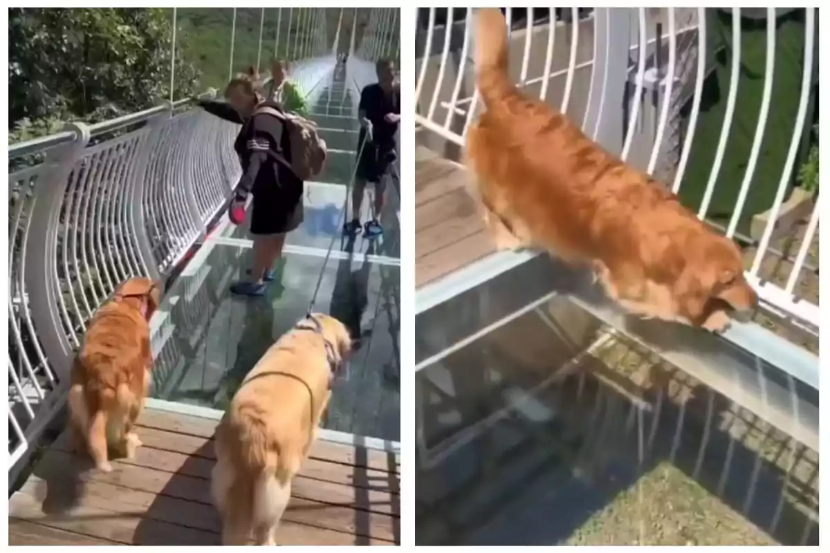 Dos gossos caminen per un pont de vidre al costat dels seus amos, mentre un d'ells sembla una mica espantat i prefereix caminar per la vora del pont.