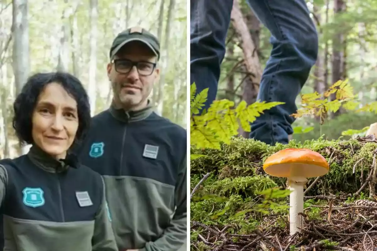 Dues persones amb uniformes de guardaboscos en un bosc i una persona de peu a prop d'un fong a terra del bosc.