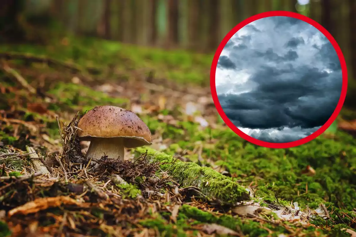 Un fong marró creix en un bosc amb molsa, amb una imatge circular de núvols foscos a la cantonada superior dreta.