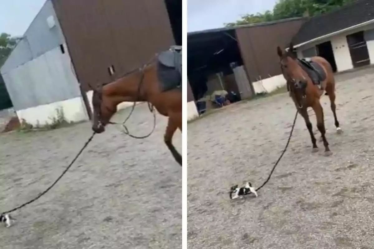 Un cavall marró amb una cadira de muntar està en una àrea oberta de grava, sostenint una corda que està lligada a un petit gos blanc i negre que està ficat al llit a terra.