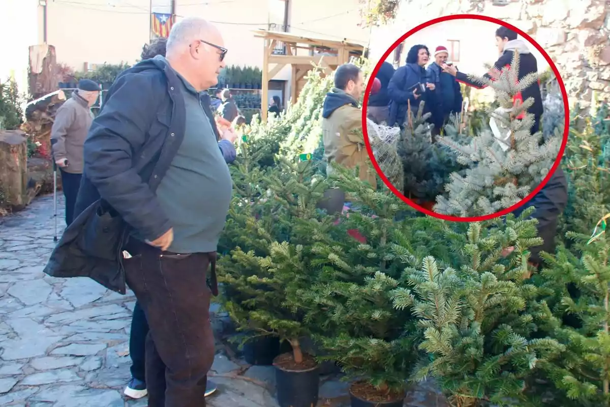 Un grup de persones tria arbres de Nadal en un mercat exterior.