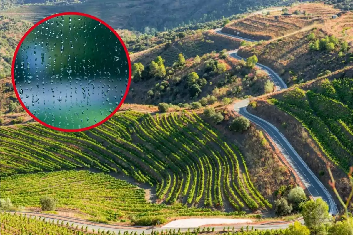 Una carretera serpentejant travessa un paisatge de turons coberts de vinyes verdes amb un cercle que mostra gotes de pluja en un vidre.