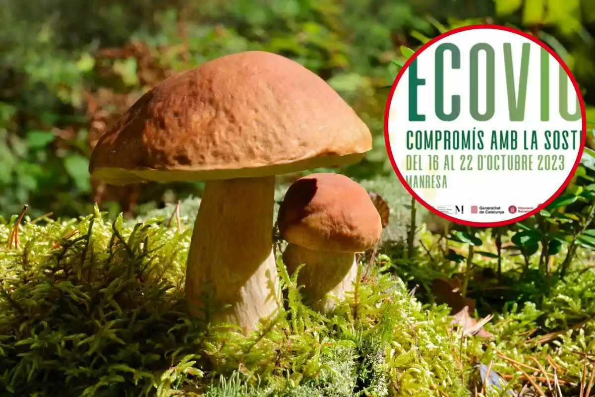 Dos hongos marrones crecen sobre musgo verde en un entorno natural con un cartel que anuncia un evento de sostenibilidad en Manresa del 16 al 22 de octubre de 2023.