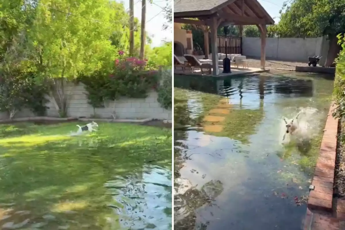 Un perro corre y salta en un jardín inundado junto a una piscina en un patio trasero rodeado de vegetación y un muro de ladrillos.