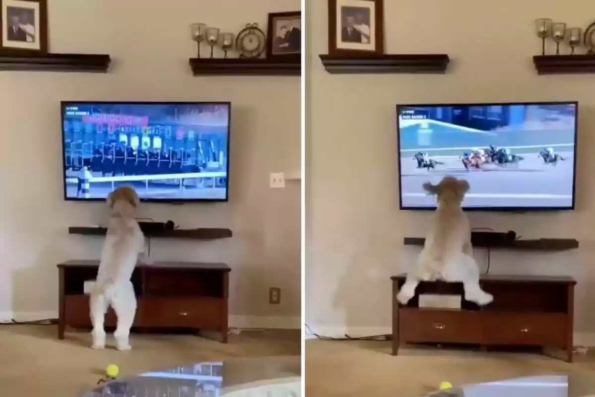 Un perro emocionado observa una carrera de caballos en la televisión mientras se apoya en un mueble.