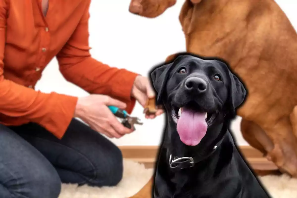 Persona cortando las uñas a un perro mientras otro perro negro está al frente con la lengua afuera.