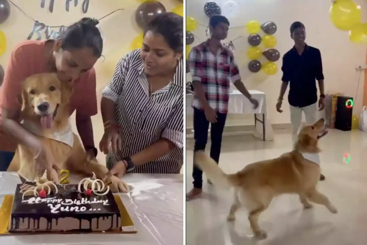 Un perro celebra su cumpleaños con un pastel decorado mientras varias personas lo acompañan en la fiesta.