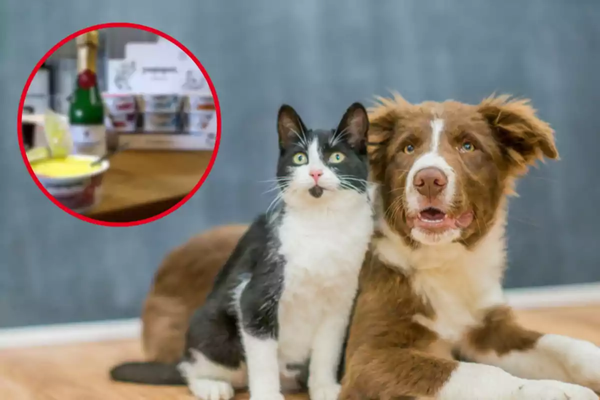 Un perro y un gato juntos en el suelo con un círculo que muestra productos en una mesa.