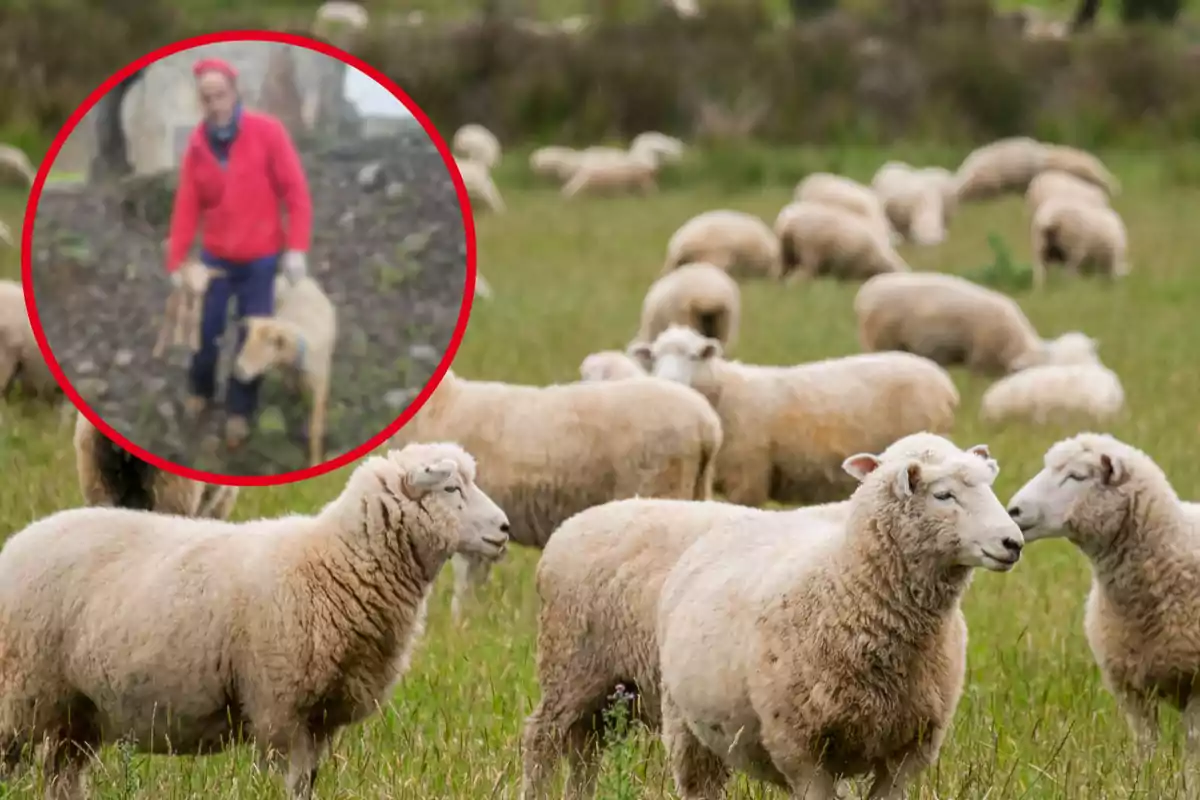 Un rebaño de ovejas pastando en un campo verde con un círculo rojo que destaca a una persona borrosa junto a un perro.