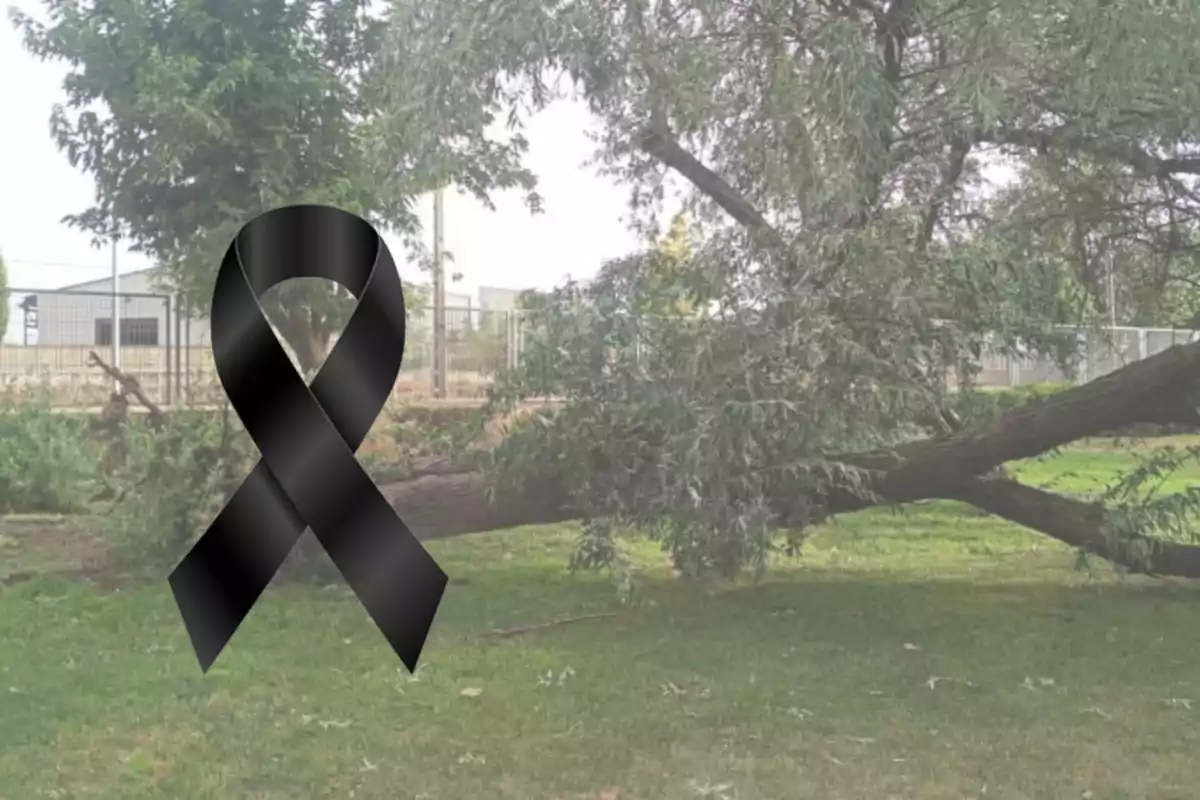 Un arbre caigut en un parc amb un llaç negre