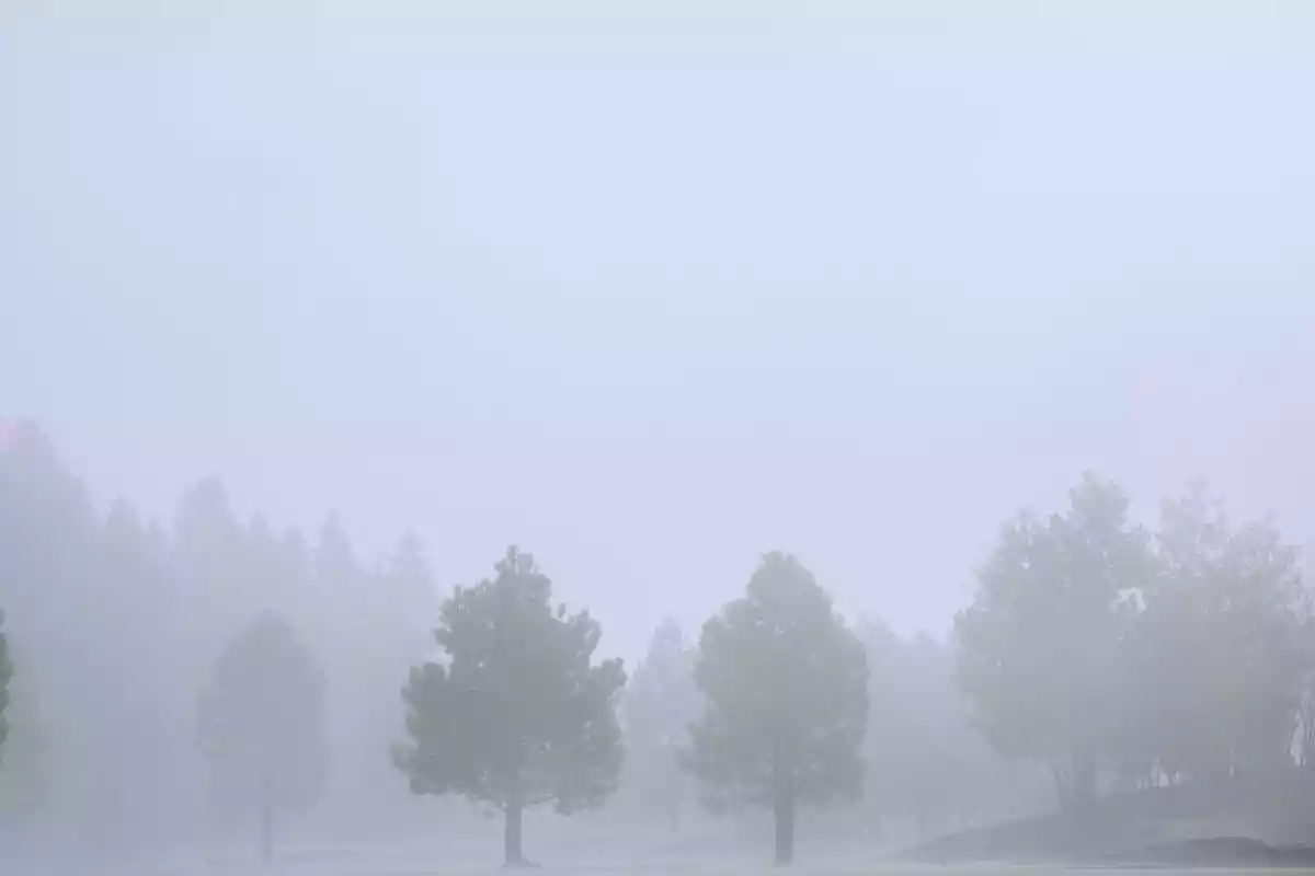 Arbres difuminats per la boira en un paisatge tranquil.